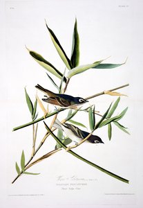 Birds of America