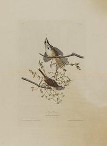 Birds of America