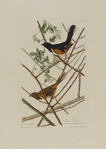Birds of America