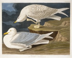 Elanoides forficatus, Amerikan Kırlangıç Kuyruklu Uçurtma, John James Audubons Birds of America