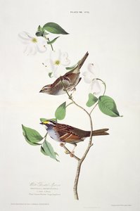 Beyaz Boğazlı Serçe, Birds of America