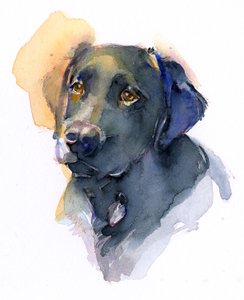 Black Lab, 2017, (suluboya)