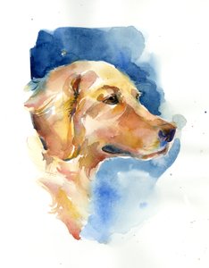 Golden Retriever, 2015, (suluboya)