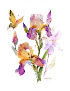 Sarı kelebekli iris, 2016, (suluboya)