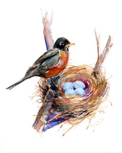 Yuvalı Robin;2016, (suluboya) by John Keeling