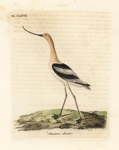 Amerikan avoketi, Recurvirostra americana. John Latham tarafından kendi A General History of Birds, Winchester