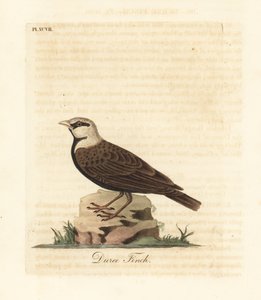 Kül taçlı serçe-toygar, Ereopterix griseus (Duree finch, Emberiza gingica). John Latham tarafından kendi A General History of Birds, Winchester