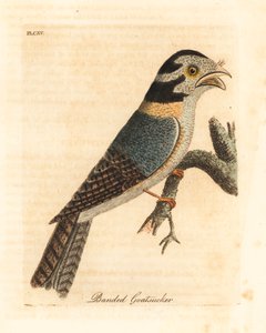 Avustralya baykuş gece kuşu, Aegotheles cristatus veya alaca kurbağa ağzı, Podargus strigoides? (Bantlı keçi keçisi, Caprimulgus vittatus.) John Latham tarafından kendi A General History of Birds, Winchester
