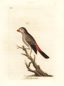 Güzel ateşkuyruğu, Stagonopleura bella (Nitid grosbeak, Loxia nitida). John Latham tarafından kendi A General History of Birds, Winchester