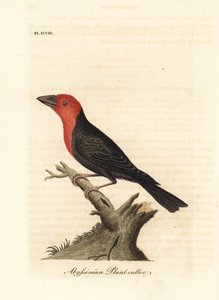 Kara gagalı barbet, Lybius guifsobalito (Habeş bitkisi, Loxia tridactyla). John Latham tarafından kendi A General History of Birds, Winchester