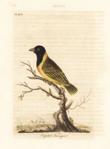 Siyah başlı sarı yakalı dokumacı, Ploceus melanocephalus Capitalis (Capital tanager, Tanagra Capitalis). John Latham tarafından kendi A General History of Birds, Winchester