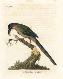 Mavi taçlı motmot, Momotus momota (Brezilya motmot, Momotus brasiliensis). John Latham tarafından kendi A General History of Birds, Winchester