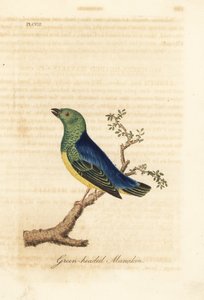 Mavi enseli klorofoni, Chlorophonia cyanea (Yeşil başlı manakin, Güney Amerika