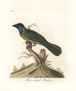 Mavi boğazlı veya dağ barbeti, Psilopogon asiaticus. (Mavi yanaklı barbet, Trogon asiaticus). John Latham tarafından kendi A General History of Birds, Winchester