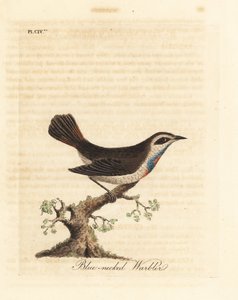 Bluethroat, Luscinia svecica (Mavi boyunlu ötleğen, Hindistan
