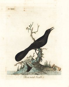 Tekne kuyruklu grackle, Quiscalus major (Tekne kuyruklu grakle, Gracula barita). John Latham tarafından kendi A General History of Birds, Winchester