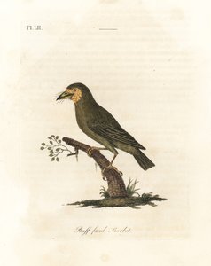 Kahverengi başlı barbet, Megalaima zeylanica? (Buff suratlı barbet, Bucco lathami). British Museum