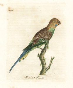 Muhabbet kuşu, Melopsittacus undulatus (Dalgalı papağan, Psittacus undulatus). John Latham tarafından kendi A General History of Birds, Winchester