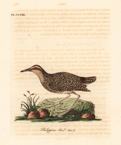 Buff-bantlı ray, Gallirallus philippensis (Filipin rayı, Rallus philippensis). John Latham tarafından kendi A General History of Birds, Winchester