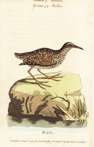 Buff-bantlı ray, Gallirallus philippensis by John Latham