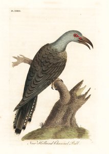 Kanal gagalı guguk kuşu, Scythrops novaehollandiae (Avustralya kanal faturası, Psittaceous hornbill). John Latham tarafından kendi A General History of Birds, Winchester