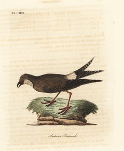 Yakalı pratincole, Glareola pratincola (Avusturya pratincole, Glareola austriaea). John Latham tarafından kendi A General History of Birds, Winchester