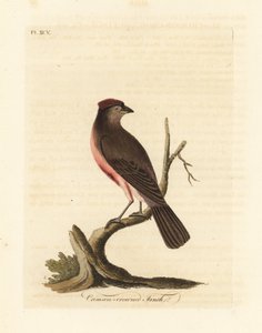 Yaygın redpoll, Carduelis flammea (Kızıl taçlı ispinoz, Fringilla flammea). John Latham tarafından kendi A General History of Birds, Winchester