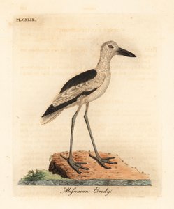 Yengeç cılıbıt, Dromas ardeola (Habeş erody, Ardea pondiceriana). John Latham tarafından kendi A General History of Birds, Winchester