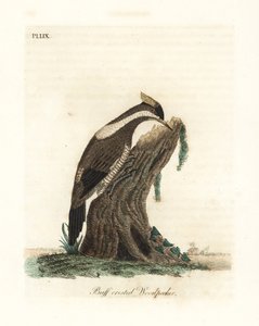 Kızıl tepeli ağaçkakan, Campephilus melanoleucos (Buff tepeli ağaçkakan, Picus melanoleucus). Leverian Müzesi