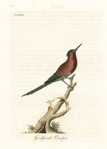 Kızıl güneş kuşu, Aethopyga siparaja seheriae (Goulpourah sarmaşığı). John Latham tarafından kendi A General History of Birds, Winchester