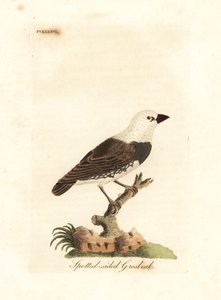 Elmas ateşkuyruğu, Stagonopleura guttata (Benekli grosbeak, Fringilla leucocephala). John Latham tarafından kendi A General History of Birds, Winchester