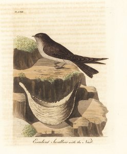 Kuş yuvası çorbasında kullanılan yenebilir yuva kırlangıçotu, Aerodramus fuciphagus ve tükürük yuvası. (Esculent kırlangıç, Hirundo esculenta.) John Latham tarafından kendi A General History of Birds, Winchester