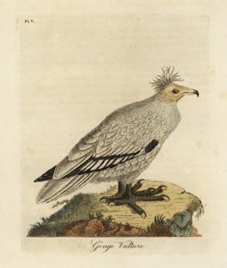 Mısır Akbabası, Neophron percnopterus ginginianus.1824 (gravür) by John Latham