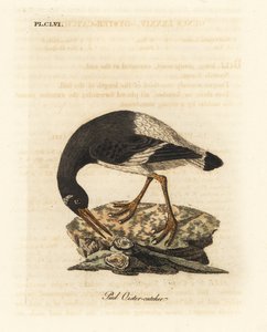 Avrasya veya ayak istiridye avcısı, Haematopus ostralegus. John Latham tarafından kendi A General History of Birds, Winchester