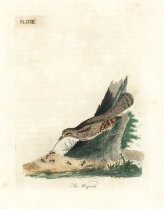 Avrasya boğazı, Jynx torquilla (Junx torquilla). John Latham tarafından kendi A General History of Birds, Winchester
