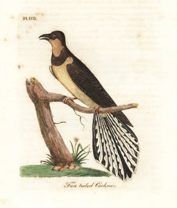 Yelpaze kuyruklu guguk kuşu, Cacomantis flabelliformis (Fan kuyruklu guguk kuşu, Cuculus flabelliformis). John Latham tarafından kendi A General History of Birds, Winchester