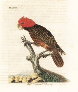 Çete çetesi kakadu, Callocephalon fimbriatum (Kızıl taçlı papağan, Psittacus galeatus). John Latham tarafından kendi A General History of Birds, Winchester