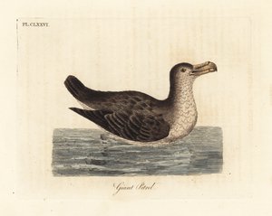 Dev kuş, Macronectes giganteus (Precellaria gigantea olarak, Procellaria gigantea için hata). John Latham tarafından kendi A General History of Birds, Winchester