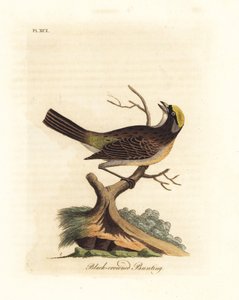 Altın taçlı serçe, Zonotrichia atricapilla (Siyah taçlı kiraz kuşu, Emberiza atricapilla). John Latham tarafından kendi A General History of Birds, Winchester