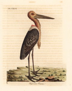 Daha büyük emir subayı, Leptoptilos şüpheli. Nesli tükenmekte. (Dev turna, Ardea argala.) John Latham tarafından kendi A General History of Birds, Winchester