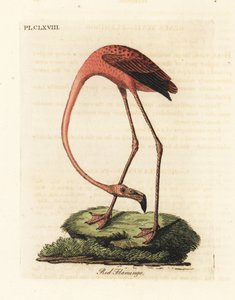 Büyük flamingo, Phoenicopterus roseus veya Amerikan flamingosu, Phoenicopterus ruber (Kırmızı flamingo, Phaenicopterus ruber). John Latham tarafından kendi A General History of Birds, Winchester