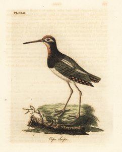 Büyük boya çulluğu, Rostratula benghalensis (Cape snipe, Scolopax capensis). John Latham tarafından kendi A General History of Birds, Winchester