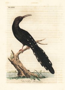 Yeşil ağaç ibibik, Phoeniculus purpureus (Kırmızı gagalı promerops, Upupa erythrorynchos). John Latham tarafından kendi A General History of Birds, Winchester