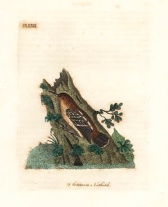 Guianan sokak antwren, Myrmotherula surinamensis. Hassas. (Surinam sıvacı kuşu, Sitta surinamensis.) John Latham tarafından kendi A General History of Birds, Winchester