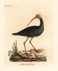 Hadada mı yoksa hadeda ibis mi, Bostrychia hagedash mı? (Beyaz başlı çulluk, Numenius leucocephalus.) John Latham tarafından kendi A General History of Birds, Winchester