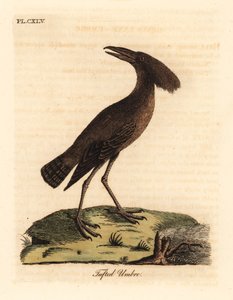 Hamerkop, Scopus umbretta (Püsküllü umbre). John Latham tarafından kendi A General History of Birds, Winchester