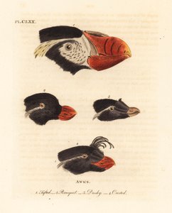 Püsküllü martı kafaları, Fratercula cirrhata 1, muhabbet kuşu auklet, Aethia psittacula 2 ve tepeli auklet, Aethia cristatella 3,4. (Püsküllü awk, Alca cirrhata 1, Parrot awk, Alca psittacula 2, Dusky awk, Alca tetracula 3 ve Tepeli awk, Alca cristatella by John Latham
