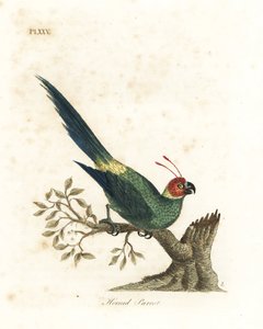 Boynuzlu muhabbet kuşu, Eunymphicus cornutus. Hassas (Boynuzlu papağan, Psittacus bisetis.) John Latham tarafından kendi A General History of Birds, Winchester