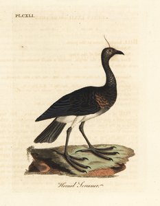 Boynuzlu çığlık atan Anhima cornuta (Palamedea cornuta). John Latham tarafından kendi A General History of Birds, Winchester