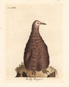 Kral penguen, Aptenodytes patagonicus, genç (Yünlü penguen). John Latham tarafından kendi A General History of Birds, Winchester